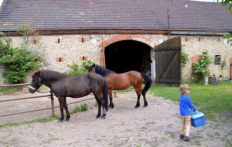 Haustier auf Probe: Pferde pflegen