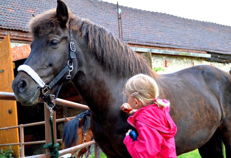 Haustier auf Probe: Pferdepflege
